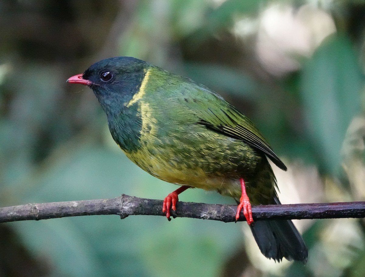 Cotinga vert et noir - ML641447701