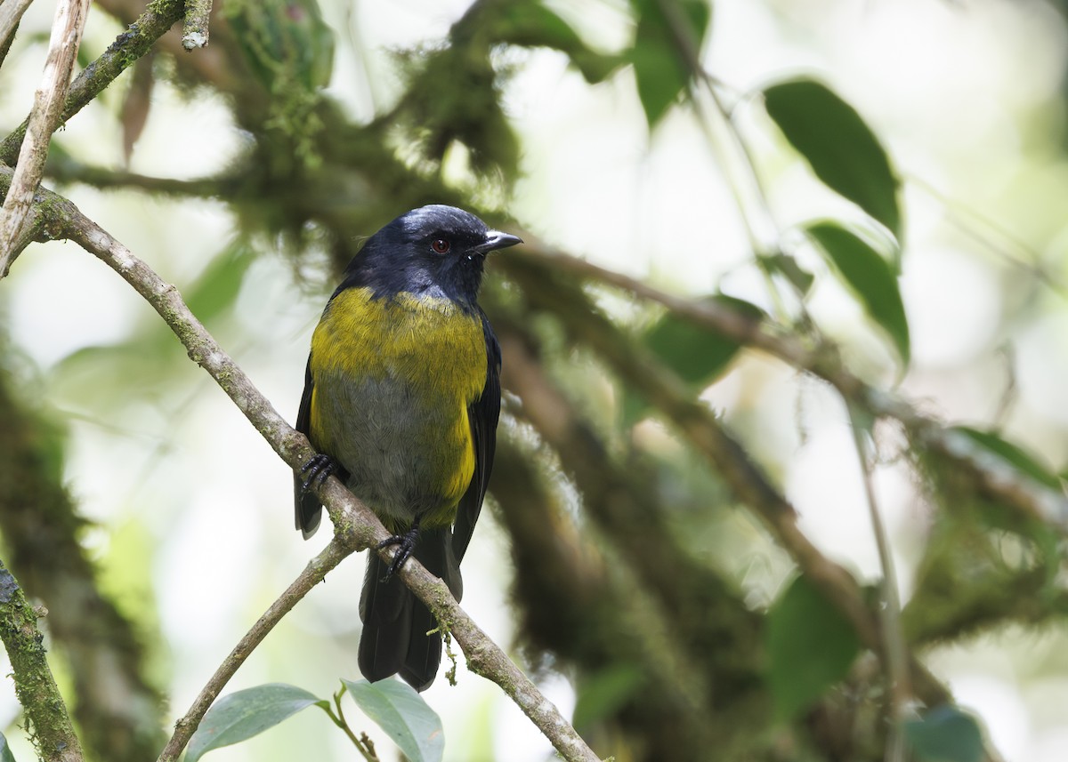 Capulinero Negrigualdo - ML641447704