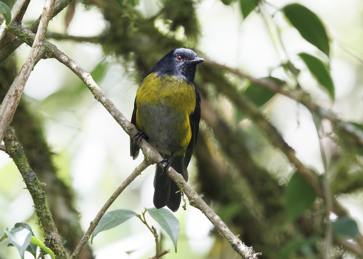Capulinero Negrigualdo - ML641447707