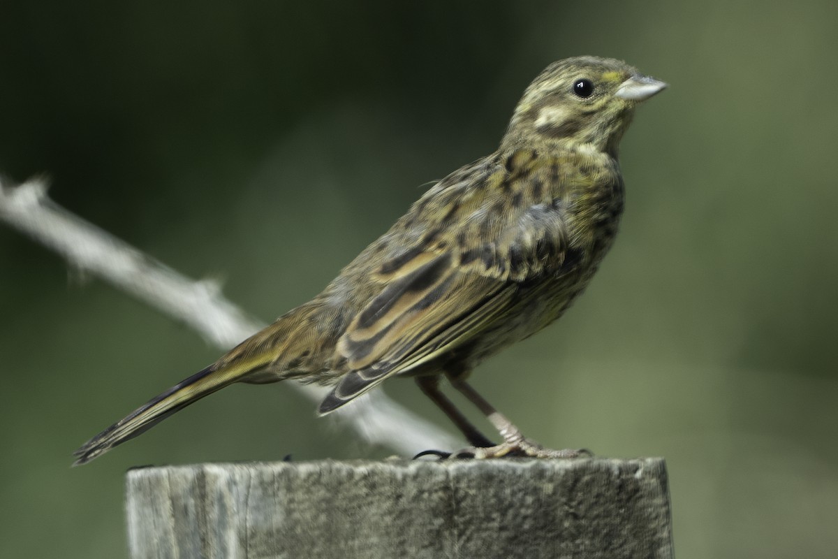 Yellowhammer - ML641447710