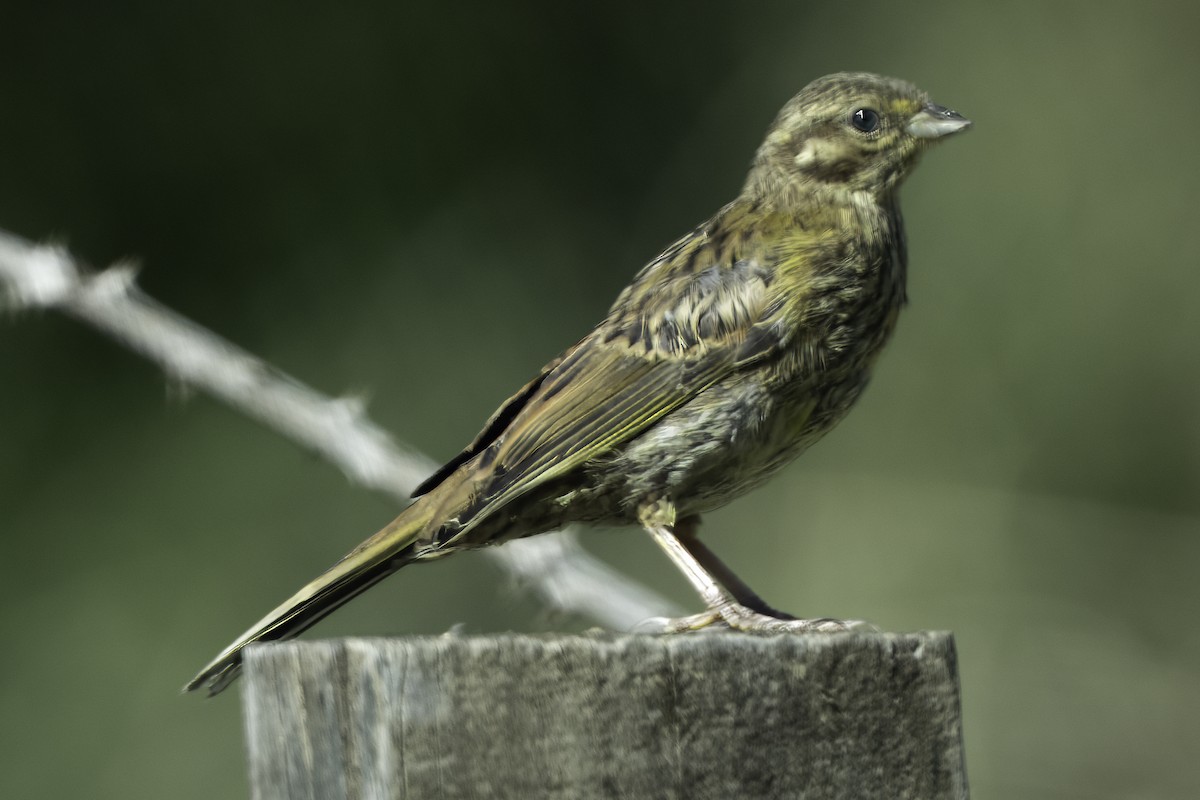 Yellowhammer - ML641447711