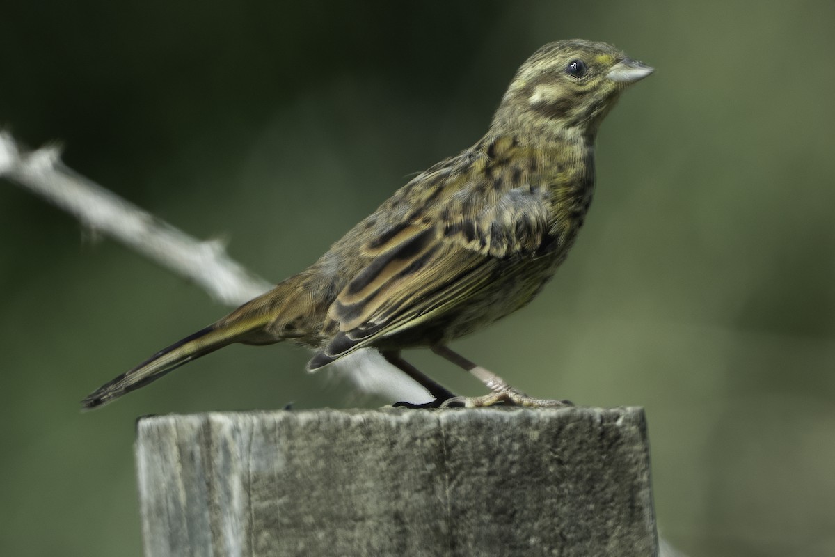 Yellowhammer - ML641447712