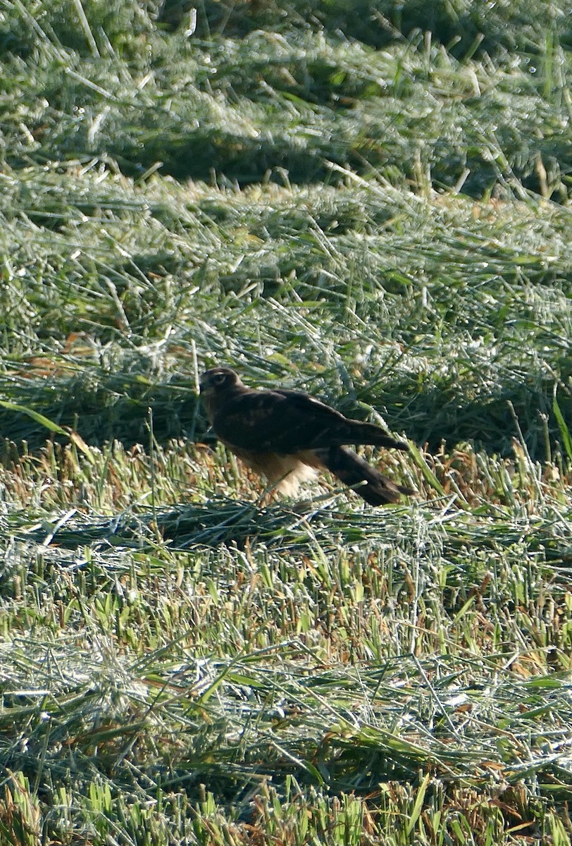 Northern Harrier - ML641447714