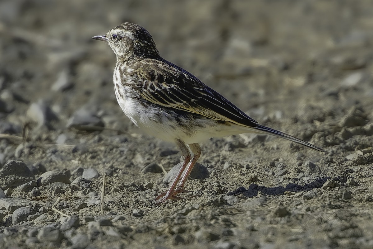 New Zealand Pipit - ML641447724