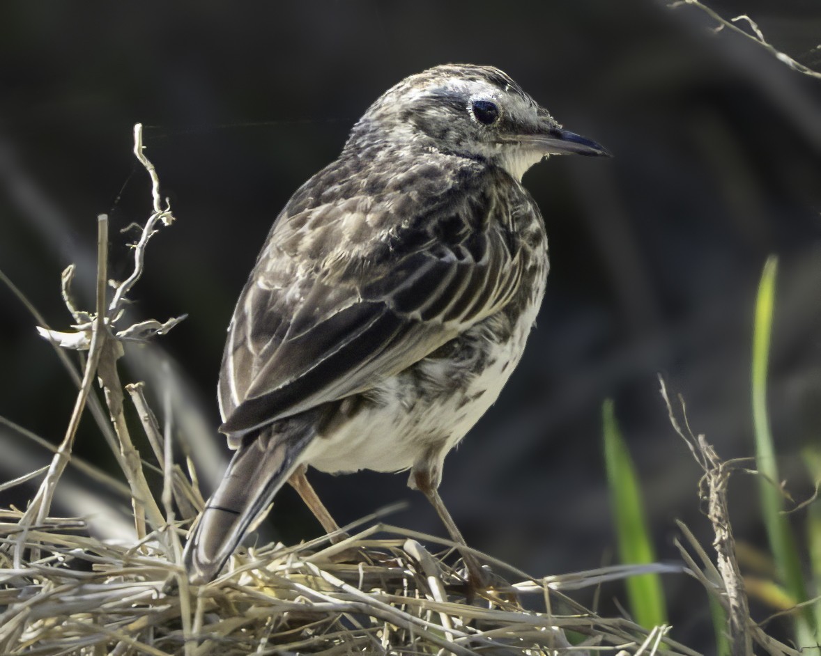 New Zealand Pipit - ML641447725