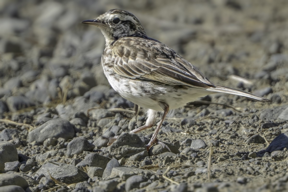 New Zealand Pipit - ML641447726