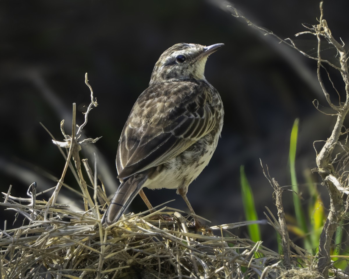 New Zealand Pipit - ML641447727