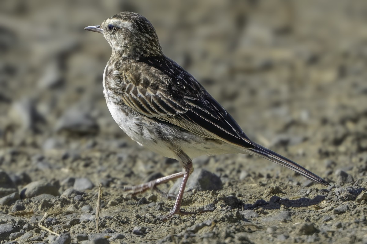 New Zealand Pipit - ML641447728