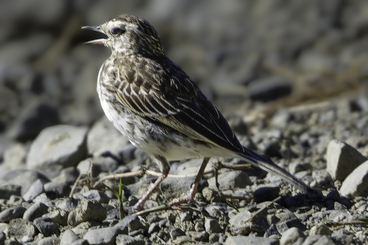 New Zealand Pipit - ML641447729