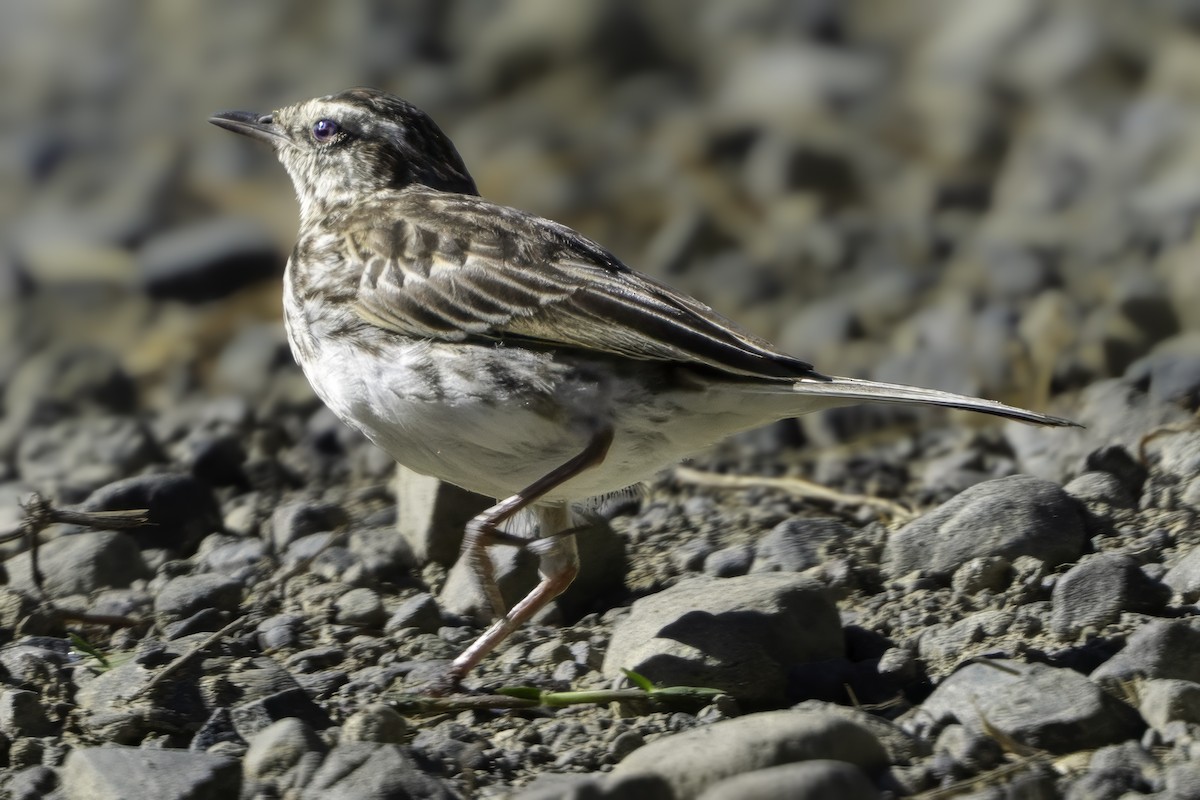 New Zealand Pipit - ML641447730