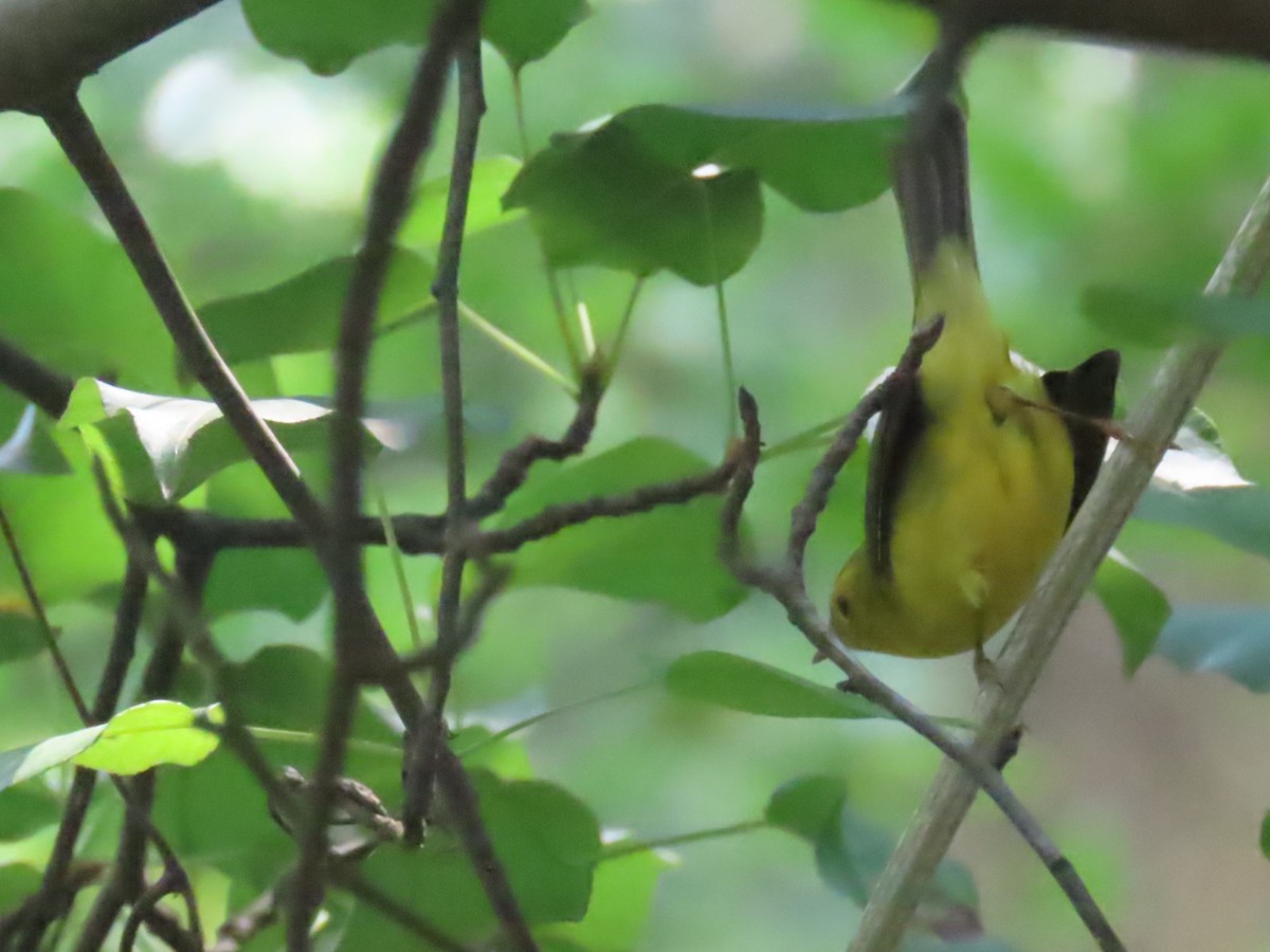 Wilson's Warbler - ML641447753