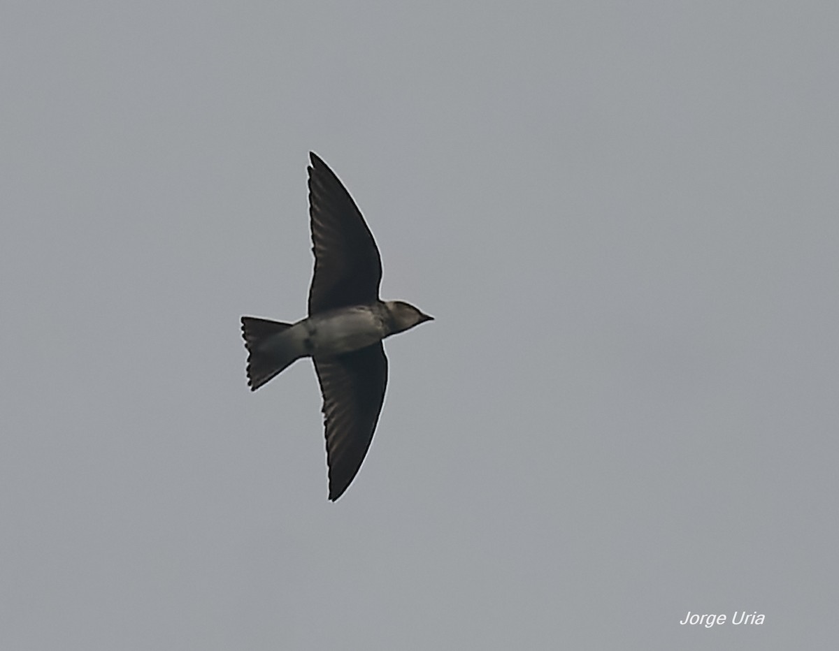 Cuban Martin - ML641447767