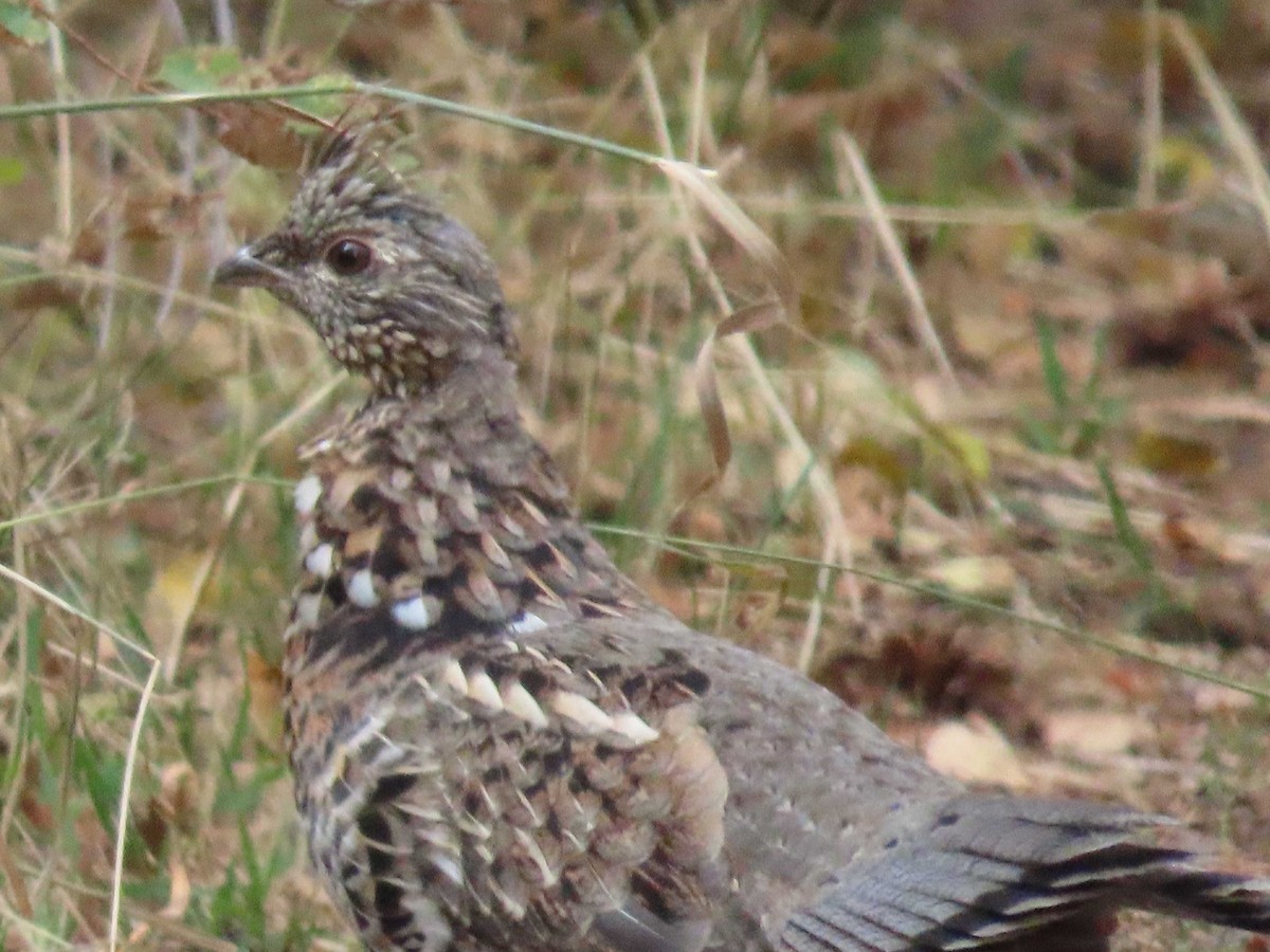 Ruffed Grouse - ML641447778