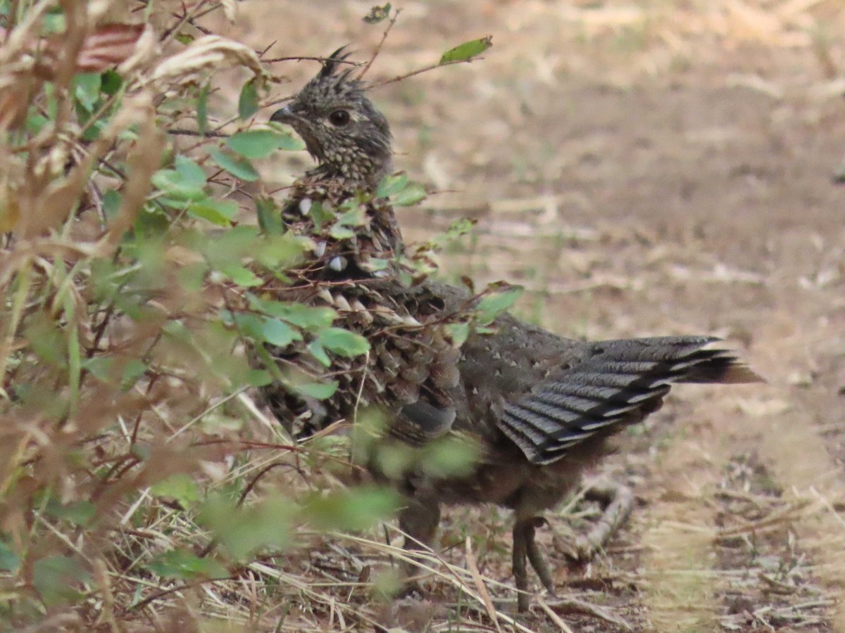 Ruffed Grouse - ML641447779