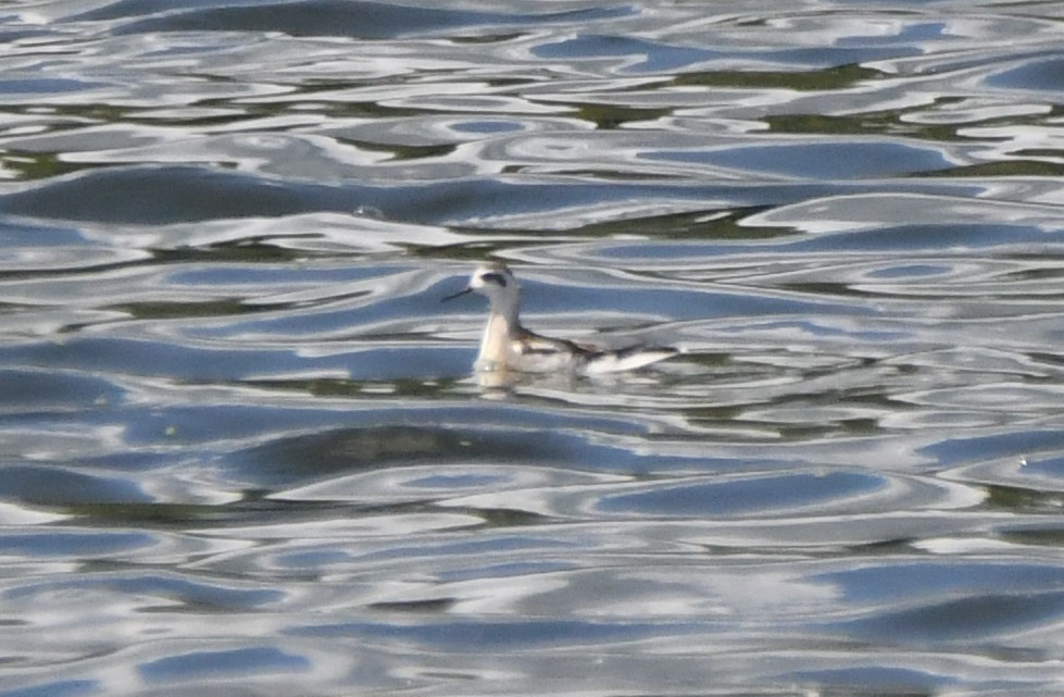 Red-necked Phalarope - ML641447808