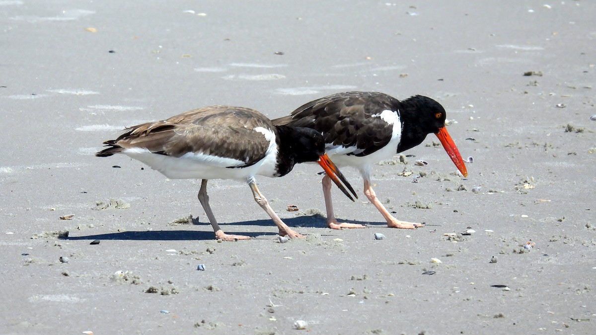 American Oystercatcher - ML641447840