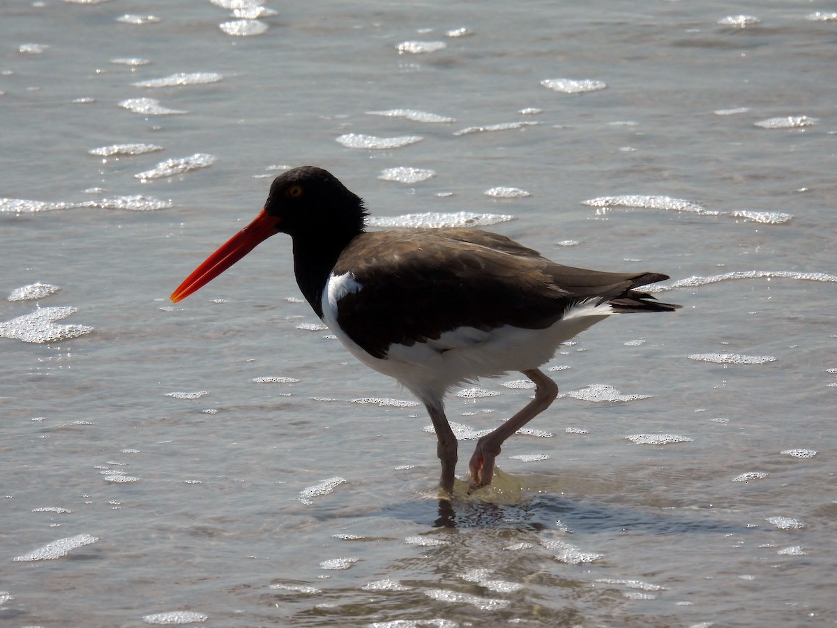 American Oystercatcher - ML641447841