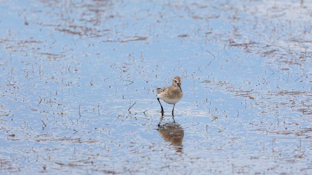 Baird's Sandpiper - ML641447851