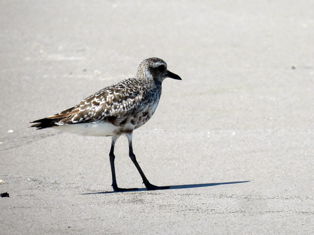 Black-bellied Plover - ML641447856