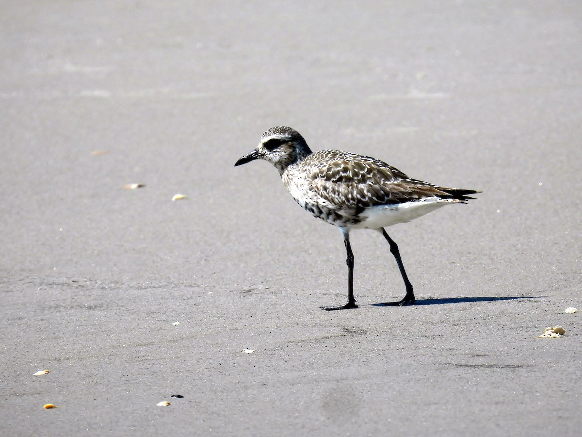 Black-bellied Plover - ML641447857