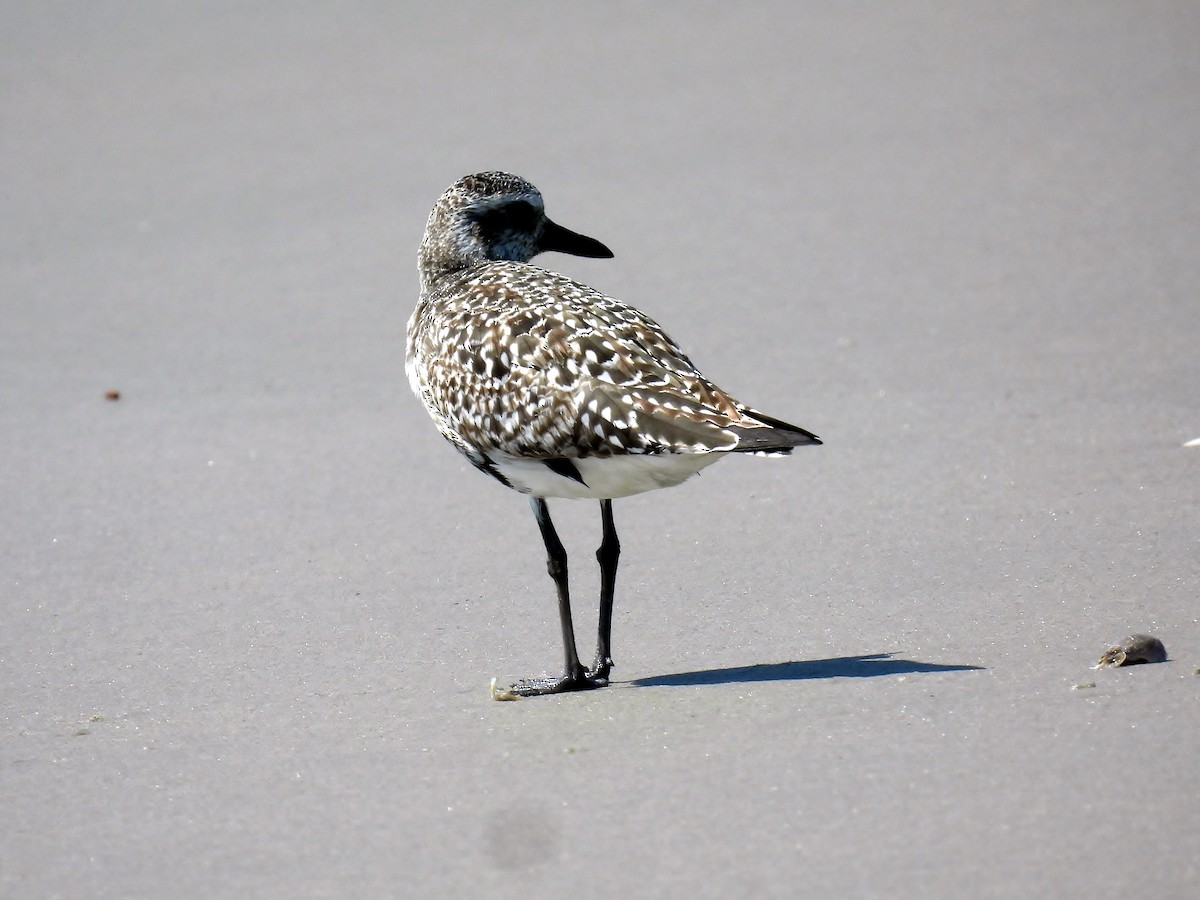 Black-bellied Plover - ML641447858