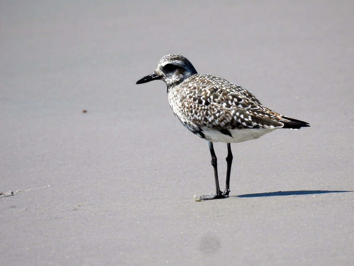 Black-bellied Plover - ML641447859
