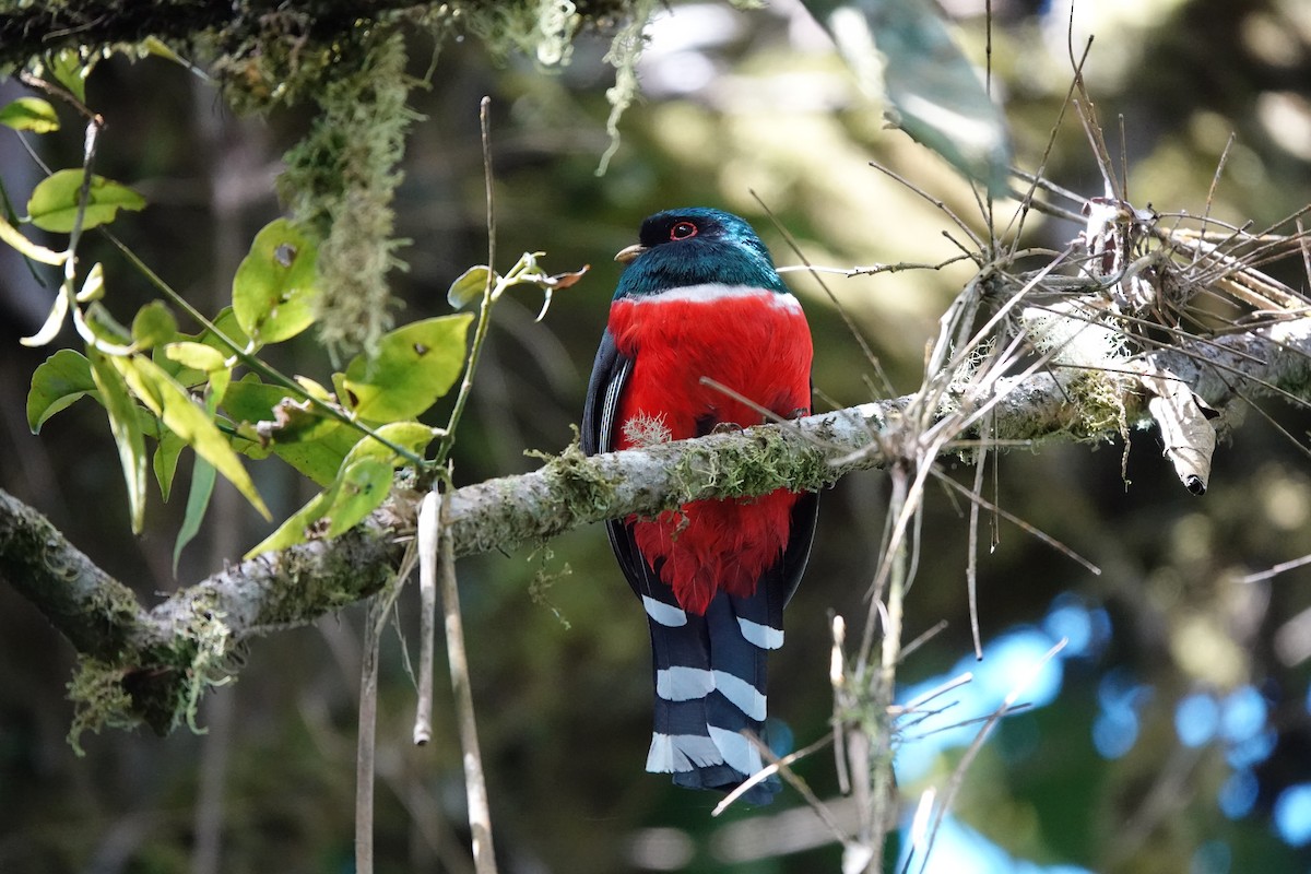Masked Trogon - ML641447860