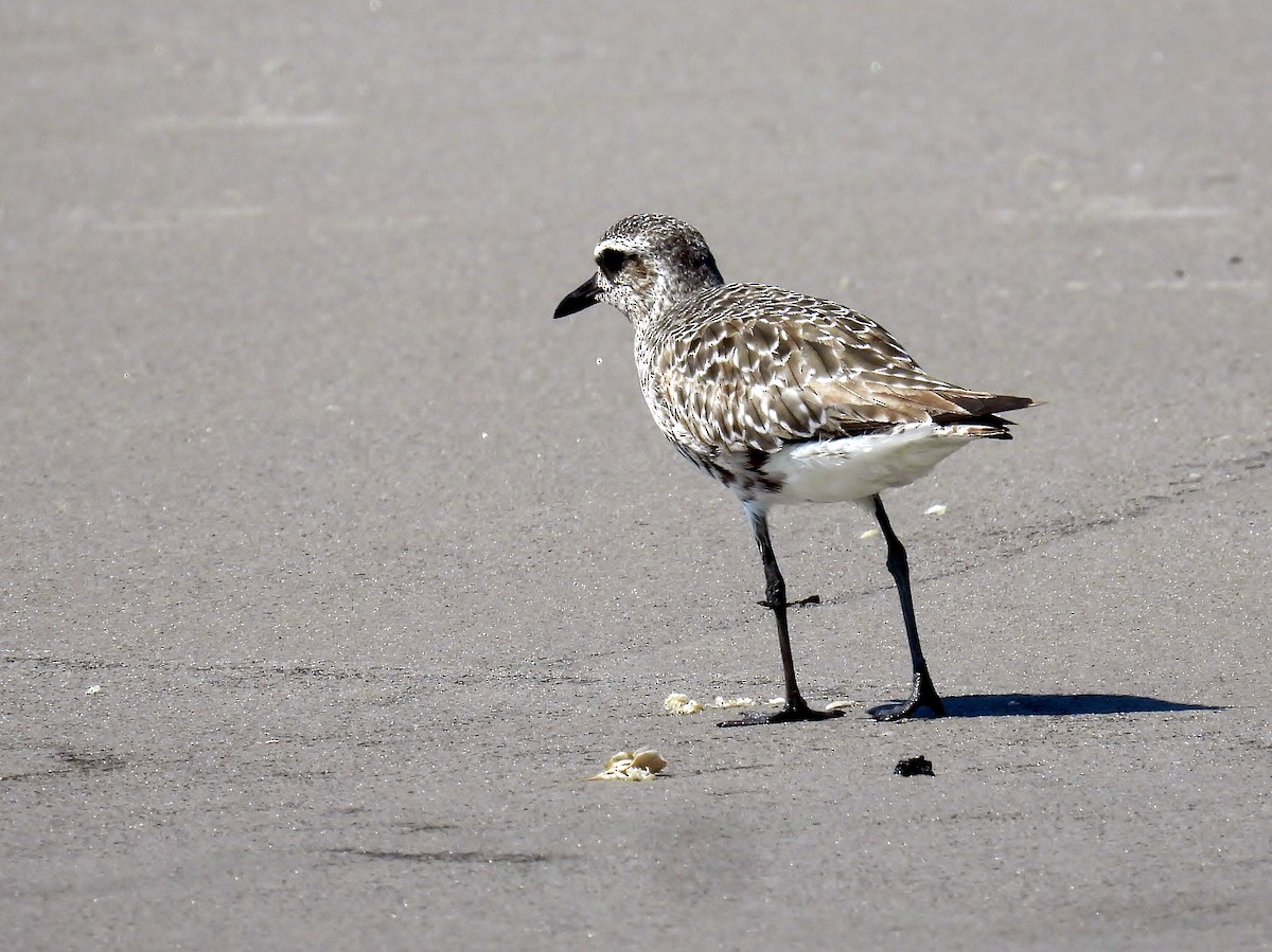 Black-bellied Plover - ML641447862