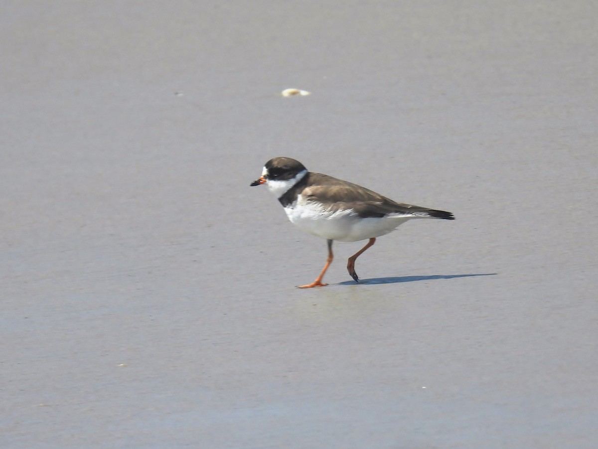 Semipalmated Plover - ML641447871