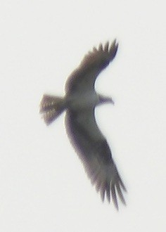Скопа західна - ML641447893