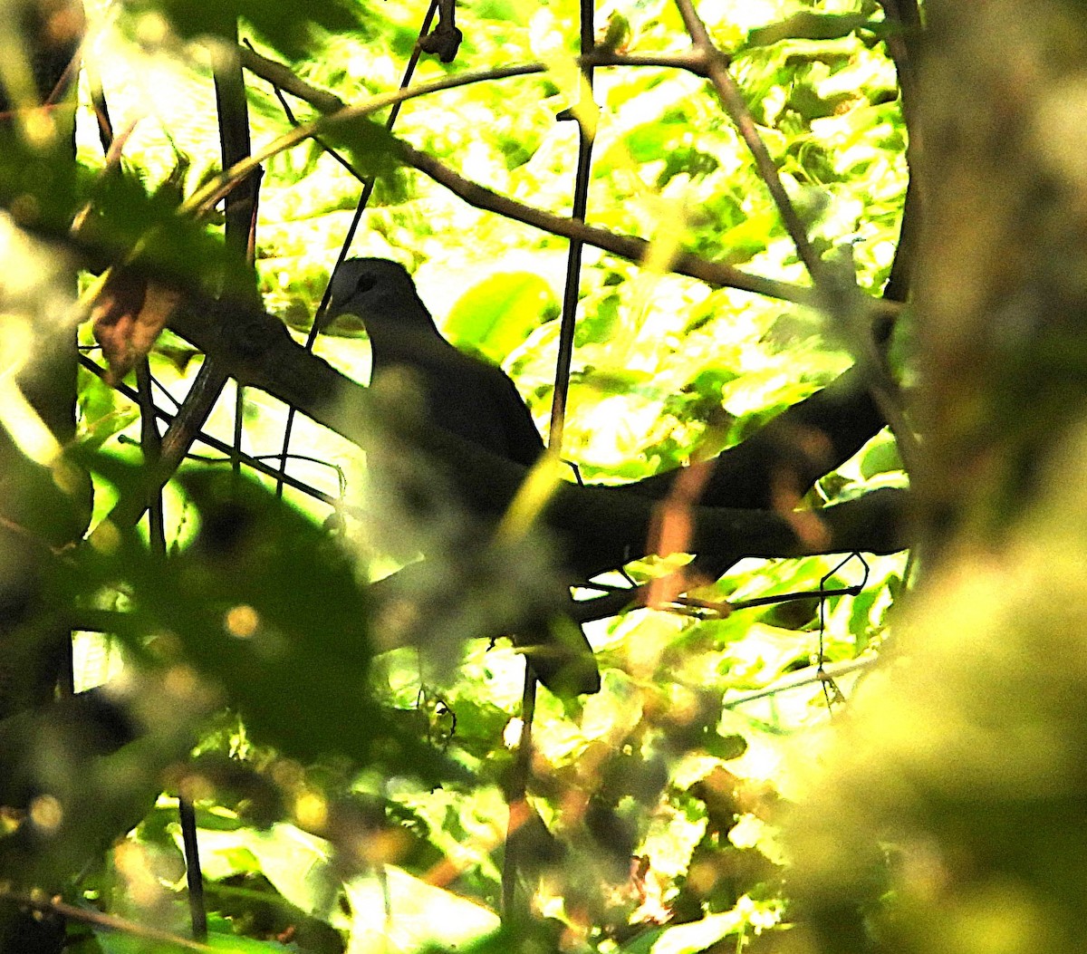Pigeon à masque blanc - ML641447900