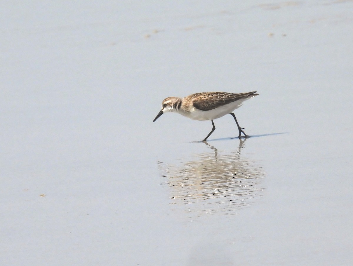 Semipalmated Sandpiper - ML641447902