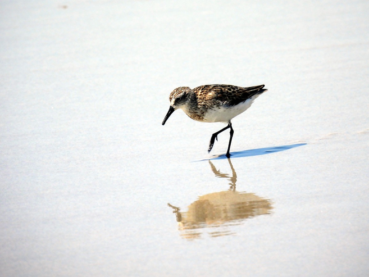 Semipalmated Sandpiper - ML641447905