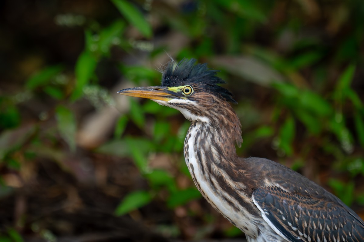 Green Heron - ML641447923