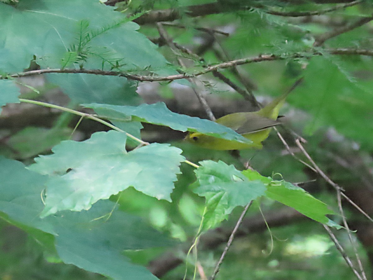 Wilson's Warbler - ML641447930