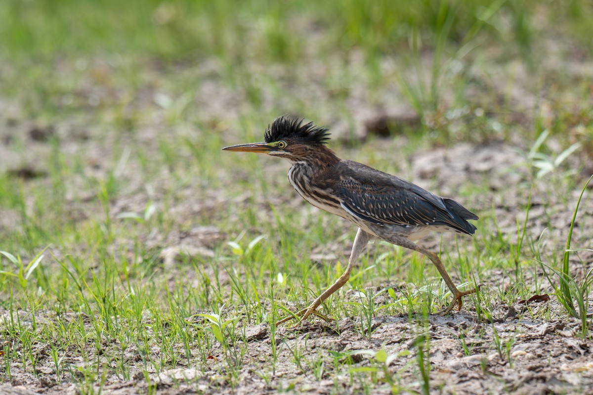 Green Heron - ML641447931