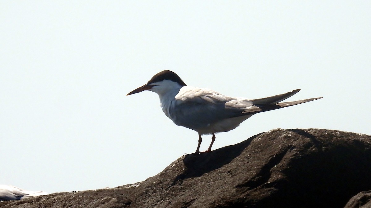Common Tern - ML641447932