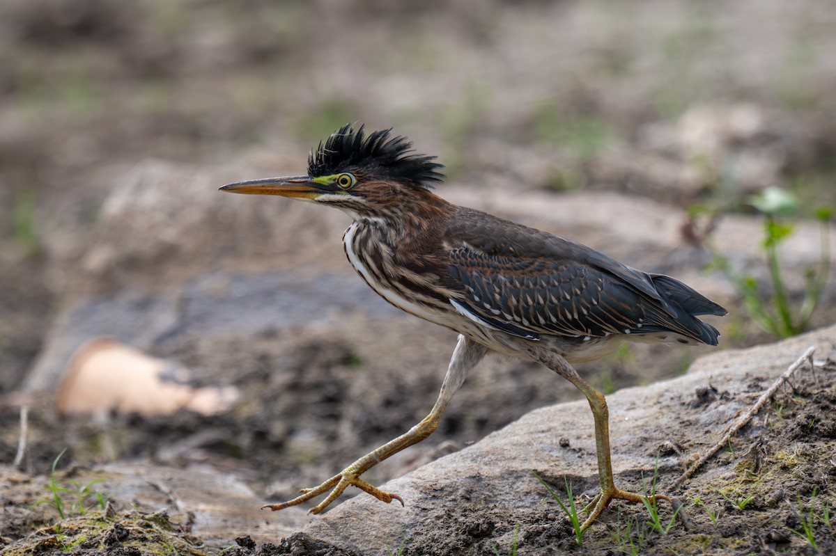 Green Heron - ML641447943