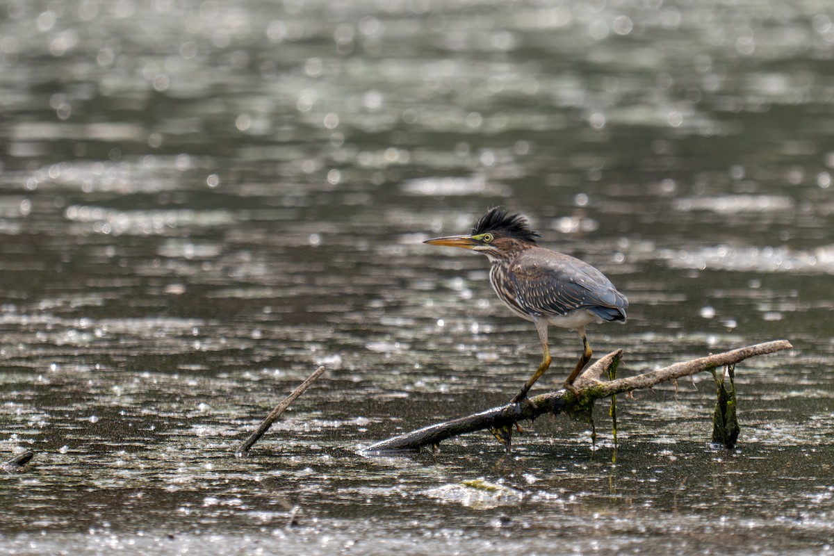 Green Heron - ML641447947