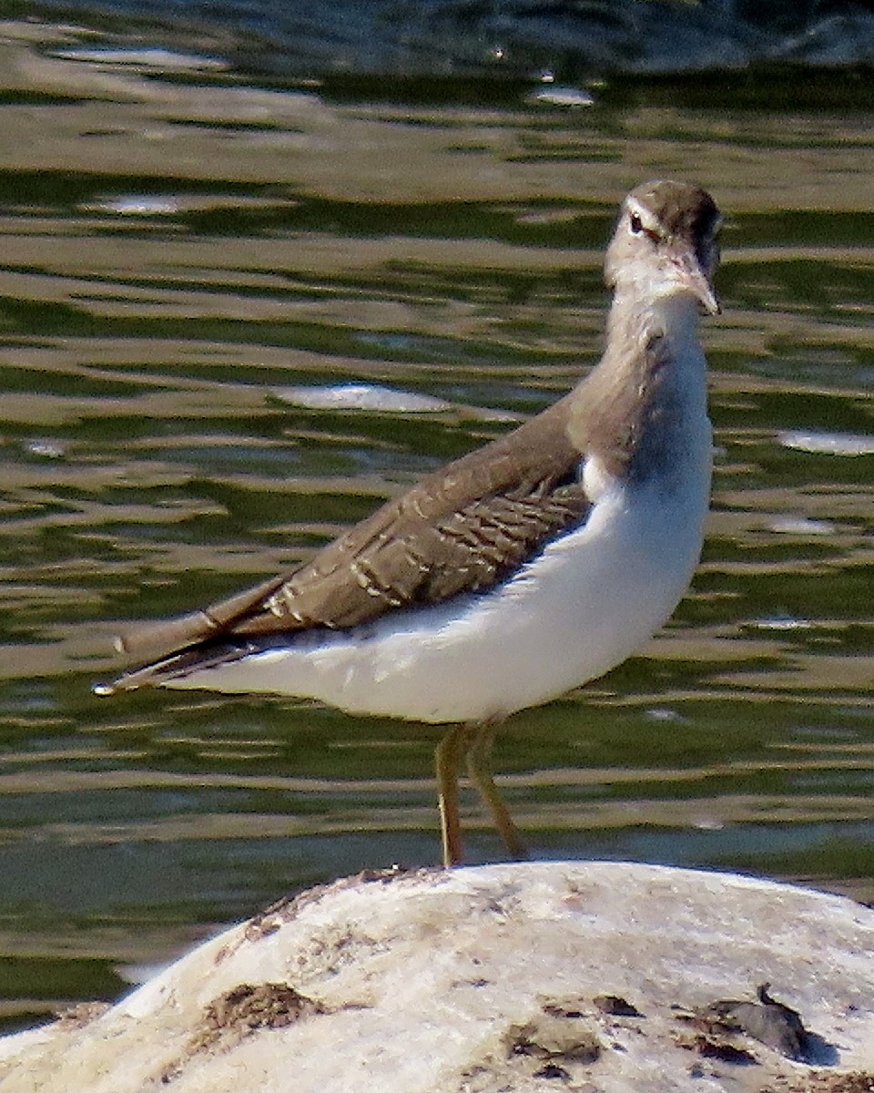 Drosseluferläufer - ML641447948