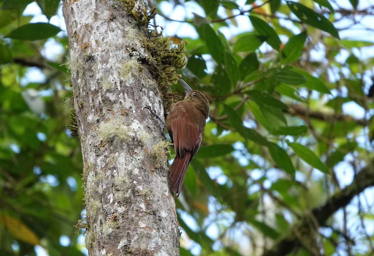 Tyrannine Woodcreeper - ML641447957