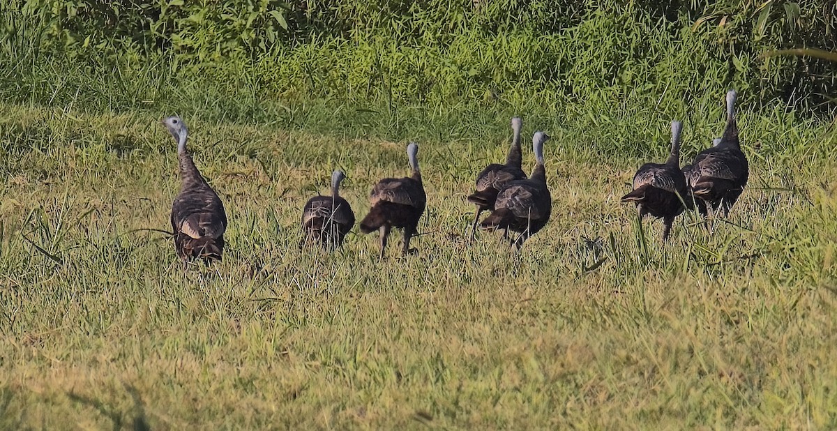Wild Turkey - ML641447982