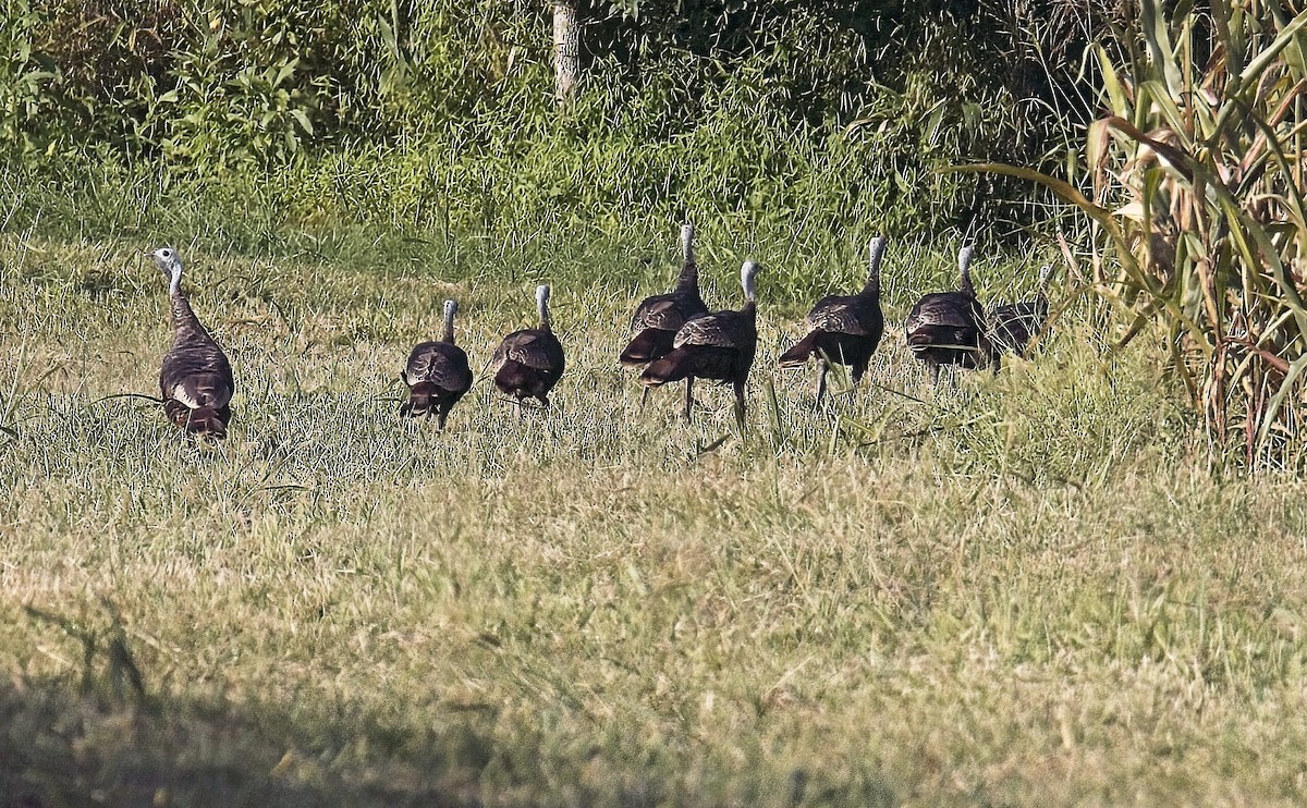 Wild Turkey - ML641447993