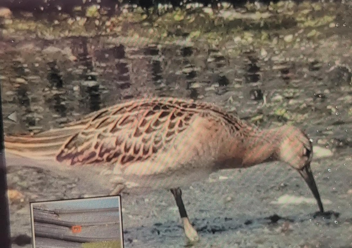 流蘇鷸 - ML641448030