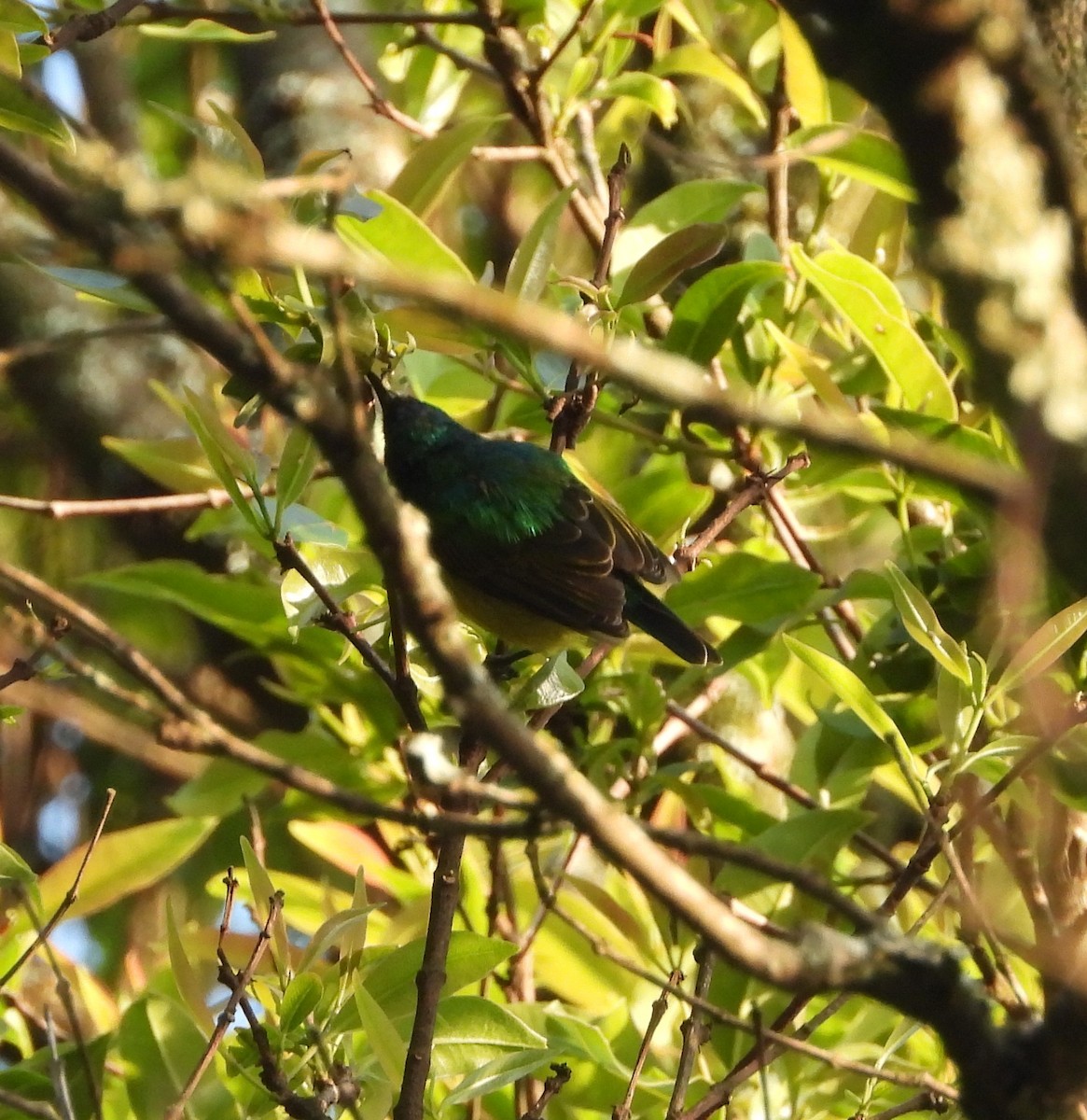 Collared Sunbird - ML641448074
