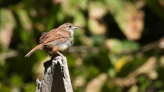 Carolina Wren - ML641448102