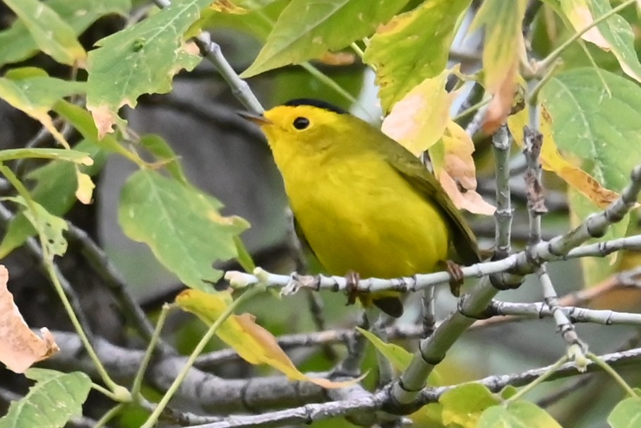 Wilson's Warbler - ML641448120