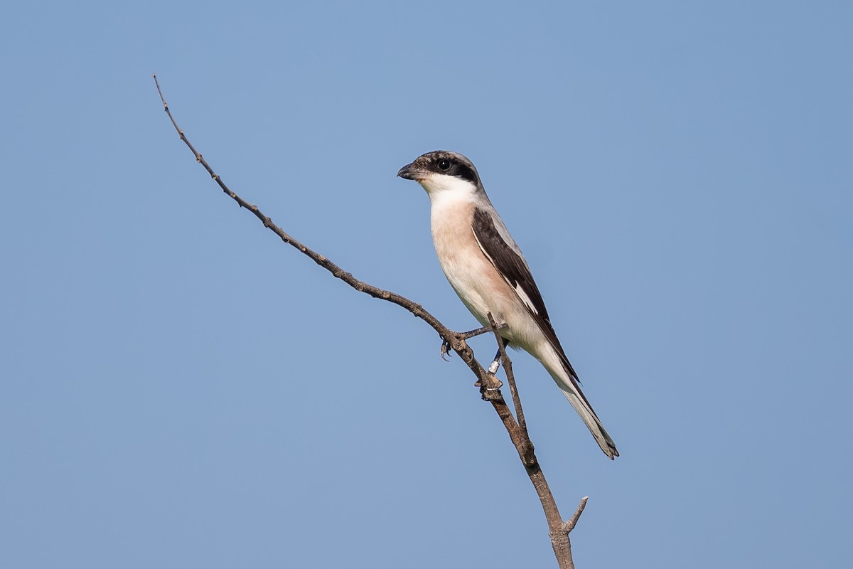 ťuhýk menší - ML641448154