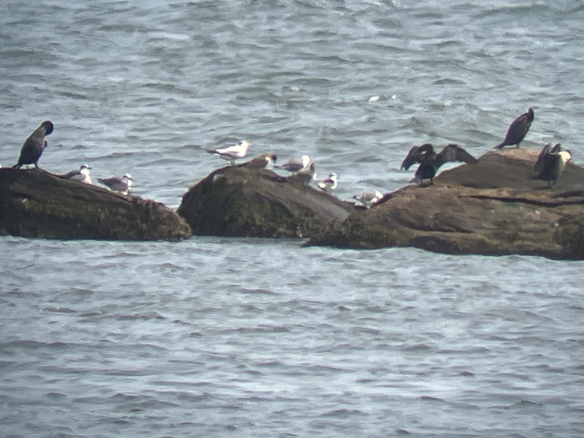 Royal Tern - ML641448185