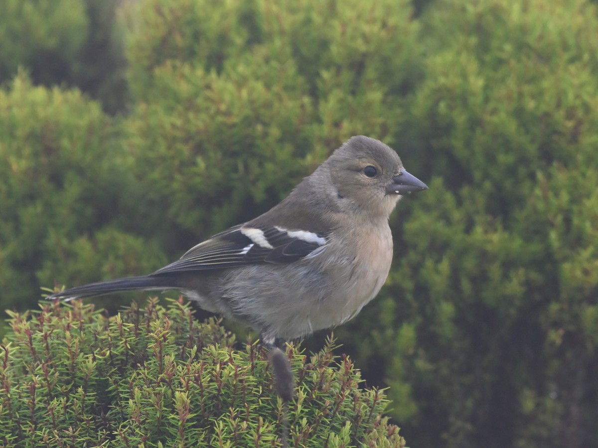 Azores Chaffinch - ML641448218